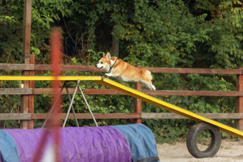 Pet park: O espaço ideal para seu Pet